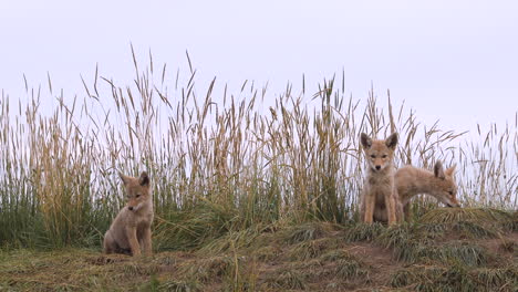 Three-young-sweet-adorable-cute-coyote-puppies-sitting-together,-eating-and-relaxing-on-green-grass-land-by-den-staring-looking-at-camera,-static-portrait