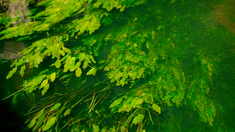 Wasserpflanzen,-Die-Gebrochen-Unter-Der-Sauberen-Wasseroberfläche-Schwimmen