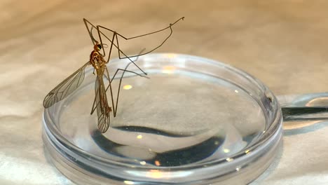 Crane-fly-sitting-on-a-magnifying-glass