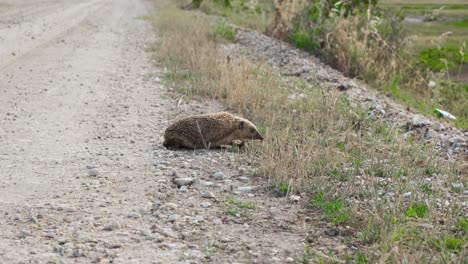 A-Hedgehog-Crossing-The-Rough-Road-On-A-Sunny-Day---wide-shot