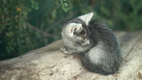 Silver-gray-baby-cat-sitting-on-dry-tree-and-relaxing
