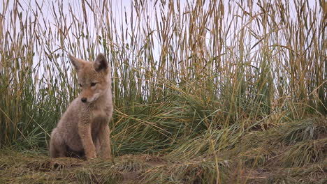 Adorable-animal-scene-of-sweet-cute-small-wild-coyote-puppy-sitting-alone,-biting-and-playing-with-tall-grassland-in-natural-habitat,-static-portrait-close-up