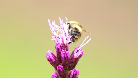 Garden-flower-Liatris-Spicata-or-bottle-brush-with-female-red-mason-bee-[osmia-bicornis]-on-top-and-flying-away-against-a-smooth-blurred-out-of-focus-bright-natural-background
