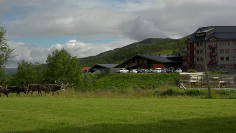 A-herd-of-reindeers-passing-in-front-of-a-ski-lodge-in-the-Swedish-mountains