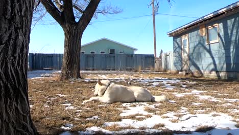 SLOW-MOTION---White-Husky-dog-laying-in-the-backyard-chewing-on-a-tree-branch
