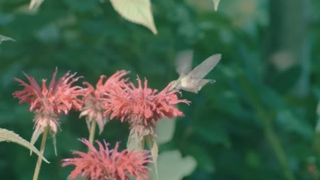 A-hummingbird-drinks-from-a-bright-red-flower-in-slow-motion,-4k-120fps