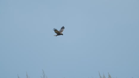 Marsh-harrier-in-flight-over-fields-and-bushes-hunting-pray