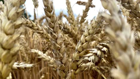 Wheat-plant-heads-kernels-swaying-in-wind-close-shot-in-agricultural-field