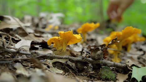 Wild-yellow-chanterelle-mushrooms-in-forest,-hand-slowly-taking-them,-static,-day