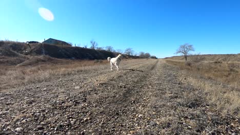 SLOW-MOTION---White-adult-dog-walking-down-a-gravel-road-in-the-country