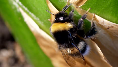 Bumble-bee-or-bombus-sits-on-leaf