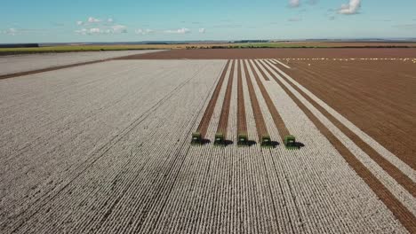 Aerial-shot-of-synchronized-combine-tractors-harvesting-a-field-of-cotton