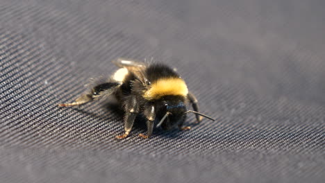 Bumblebee-macro-close-up-shot