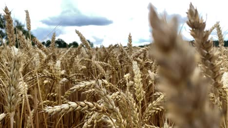 selective-focus-of-barley-crops-ready-for-harvesting-in-the-late-autumn