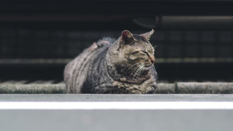 Domestic-Cat-Lying-On-The-Pavement-Street-And-Looking-Away-In-Tokyo,-Japan