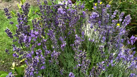 Nahaufnahmen-Von-Wunderschönen-Lila-Blumen-Und-Bienen-Während-Des-Bestäubungsprozesses-Im-Sommer