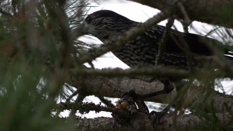 Spotted-Nutcracker-bird-opens-pine-cone-and-eats-seeds,-close-shot