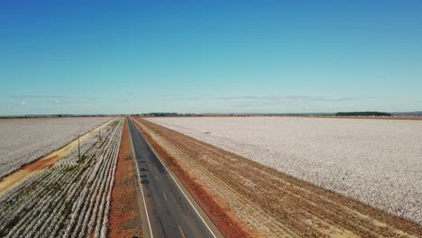 Aerial-shot-rising-above-a-country-road-surrounded-by-cotton-fields
