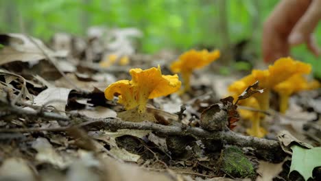 Caucasian-hand-picking-up-delicious-chanterelle-mushroom-in-forest,-shallow-depth-of-field,-static,-day