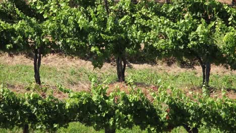 Summer-scenery-with-wineyard-rows