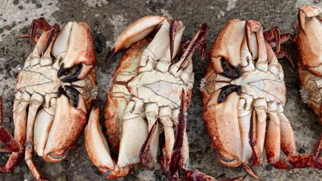 Pacific-Red-Rock-crabs-caught-from-a-fishing-wharf-in-San-Francisco,-California-