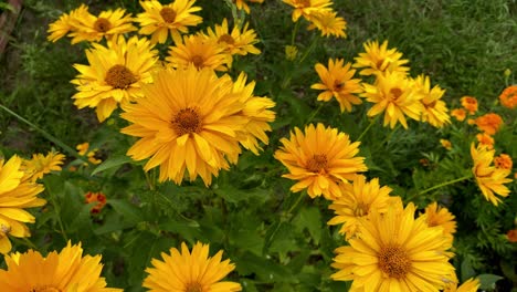Hermoso-Campo-De-Flores-Amarillas-Con-Coloridas-Flores-Florecientes-Durante-El-Maravilloso-Día-De-Primavera,-Primer-Plano
