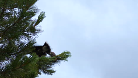 Siberian-Spotted-Nutcracker-bird-on-branch-taking-off