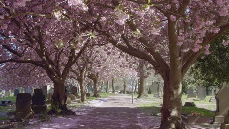 Peaceful-pathway-in-english-cemetery-lined-with-cherry-blossoms