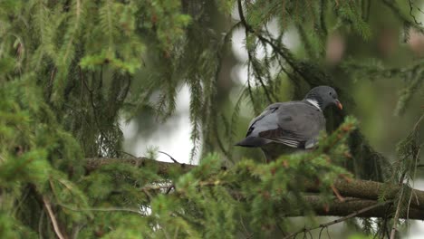 Common-wood-pigeon-standing-on-a-branch-in-a-pine-tree-seen-from-behind-and-walking-out-of-frame-with-pine-tree-twigs-and-greenery-out-of-focus-in-the-back-and-foreground