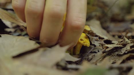 Hand-picking-up-yellow-chanterelle-mushrooms-hidden-underneath-leaves,-close-up