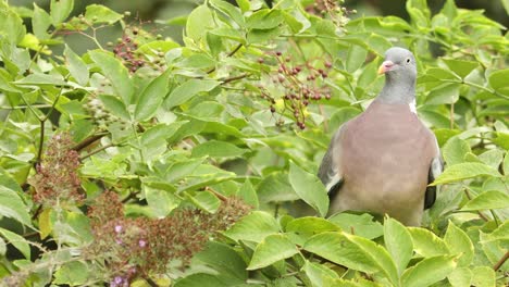 Common-wood-pigeon-picking-and-eating-the-ripe-black-berries-while-balancing-its-weight-on-a-branch-in-a-European-elderberry-bush-reaching-even-backwards