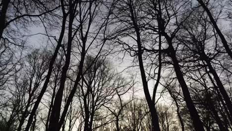Hohe-Kahle-Bäume-Im-Wald-Mit-Heller-Sonne-Im-Hintergrund-Im-Winter---Aufnahme-Nach-Oben