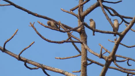 Sparrows-in-tree-1-mp4-UHD-4k