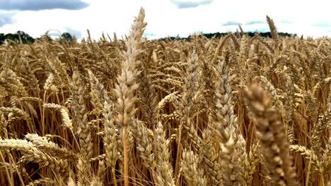 Reichhaltiges-Weizen-Getreide-Gras-Grundnahrungsmittel-Nahaufnahme