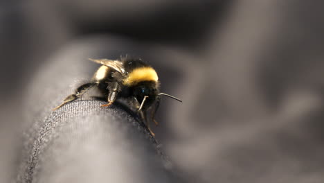 Bumble-bee-straightens-legs-and-moves-its-antennae