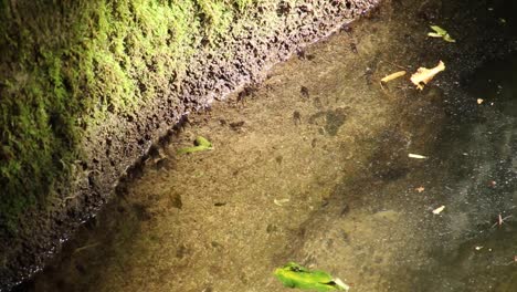 Kaulquappen-Frosch-Lebenszyklus-In-Einem-Teich