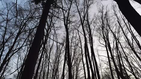 Looking-Up-On-Tall-Winter-Trees-Against-Clear-Sky-In-The-Quiet-Forest---low-angle-dolly-shot