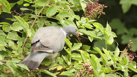 Common-wood-pigeon-in-a-elderberry-bush-balancing-its-weight-on-a-branch-while-picking-and-eating-the-ripe-black-berries-reaching-below-and-almost-falling-from-that-position