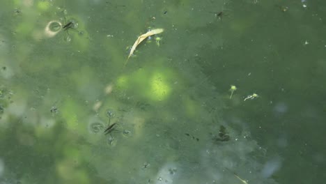A-family-of-water-skaters,-pond-skaters,-waterbugs-on-the-abandoned-lake