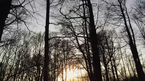 Niedrige-Goldene-Wintersonne,-Die-Nackte,-Silhouettierte-Bäume-Eines-Gefrorenen-Laubwaldes-Durchdringt,-Luftenthüllung