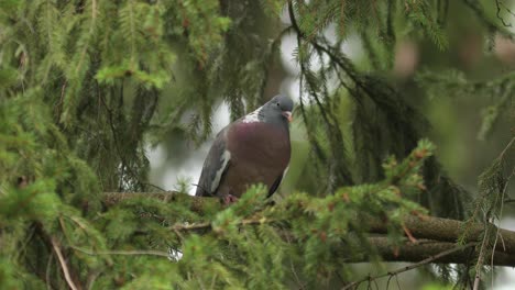 Common-wood-pigeon-standing-on-a-branch-'singing'-its-typical-'coo-coooo-coo-cu-cu'-by-blowing-air-out-of-its-beak-in-a-pine-tree-framed-by-pine-tree-twigs-out-of-focus-blurred-surrounding