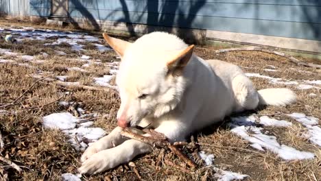 White-Husky-dog-laying-in-the-backyard-chewing-on-a-tree-branch