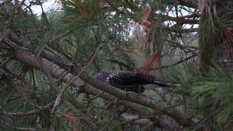 Spotted-nutcracker-bird-breaks-nut-in-pine-tree