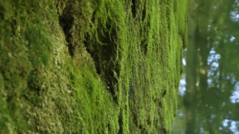 Review-of-a-concrete-wall-covered-with-green-moss-near-river