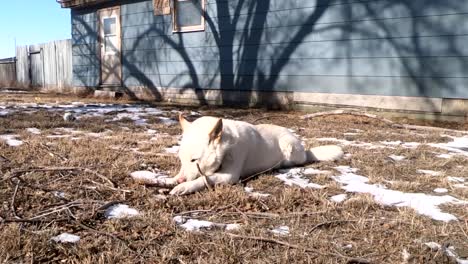 White-Husky-dog-laying-in-the-backyard-chewing-on-a-tree-branch