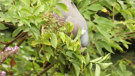 Common-wood-pigeon-reaching-down-in-a-elderberry-bush-balancing-its-weight-on-a-branch-while-picking-and-eating-the-ripe-black-berries