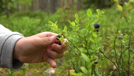 Woman-picks-wild-blueberries-with-her-hands