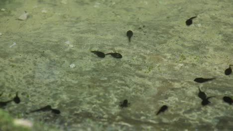 Tadpoles-frog-life-cycle-in-a-pond