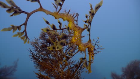 Leafy-Sea-Dragon-Juvenile-Close-Ups-Phycodurus-eques-South-Australia-4k