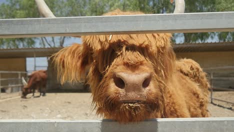 Furry-Long-Haired-Bull-Being-Curious-About-The-Camera-At-The-Petting-Zoo-In-Slow-Motion